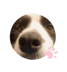 飼い犬が可愛すぎる件。（個別スタンプ：22）
