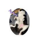 飼い犬が可愛すぎる件。（個別スタンプ：24）
