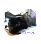 サビ猫ほるへの日常④あいさつ（個別スタンプ：1）