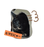 サビ猫ほるへの日常④あいさつ（個別スタンプ：4）