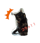 サビ猫ほるへの日常④あいさつ（個別スタンプ：5）