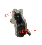サビ猫ほるへの日常④あいさつ（個別スタンプ：6）