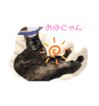 サビ猫ほるへの日常④あいさつ（個別スタンプ：9）