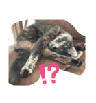 サビ猫ほるへの日常④あいさつ（個別スタンプ：11）