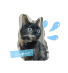 サビ猫ほるへの日常④あいさつ（個別スタンプ：13）