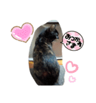 サビ猫ほるへの日常④あいさつ（個別スタンプ：14）