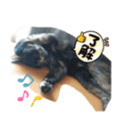 サビ猫ほるへの日常④あいさつ（個別スタンプ：17）