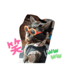 サビ猫ほるへの日常④あいさつ（個別スタンプ：18）