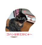 サビ猫ほるへの日常④あいさつ（個別スタンプ：19）