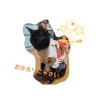 サビ猫ほるへの日常④あいさつ（個別スタンプ：20）