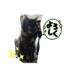 サビ猫ほるへの日常④あいさつ（個別スタンプ：21）