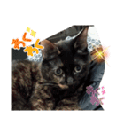 サビ猫ほるへの日常④あいさつ（個別スタンプ：22）