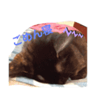 サビ猫ほるへの日常④あいさつ（個別スタンプ：23）