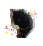 サビ猫ほるへの日常④あいさつ（個別スタンプ：24）