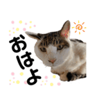 ペットの里の猫達によるスタンプ（個別スタンプ：1）