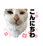 ペットの里の猫達によるスタンプ（個別スタンプ：2）