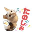 ペットの里の猫達によるスタンプ（個別スタンプ：7）
