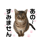 ペットの里の猫達によるスタンプ（個別スタンプ：8）