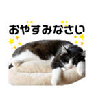 ペットの里の猫達によるスタンプ（個別スタンプ：10）