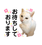 ペットの里の猫達によるスタンプ（個別スタンプ：11）