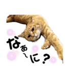 ペットの里の猫達によるスタンプ（個別スタンプ：22）