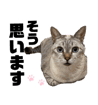 ペットの里の猫達によるスタンプ（個別スタンプ：23）