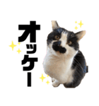 ペットの里の猫達によるスタンプ（個別スタンプ：25）