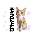 ペットの里の猫達によるスタンプ（個別スタンプ：30）