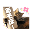 ペットの里の猫達によるスタンプ（個別スタンプ：35）