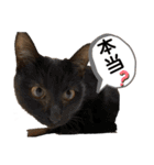 ペットの里の猫達によるスタンプ（個別スタンプ：37）