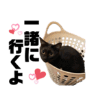ペットの里の猫達によるスタンプ（個別スタンプ：39）