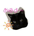 黒猫ブラザーズの日常（個別スタンプ：1）