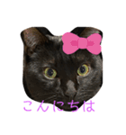 黒猫ブラザーズの日常（個別スタンプ：2）
