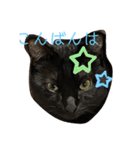 黒猫ブラザーズの日常（個別スタンプ：3）