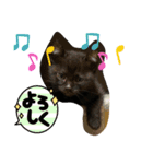 黒猫ブラザーズの日常（個別スタンプ：6）