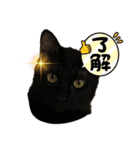 黒猫ブラザーズの日常（個別スタンプ：7）