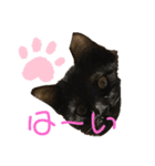黒猫ブラザーズの日常（個別スタンプ：8）