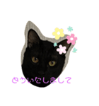 黒猫ブラザーズの日常（個別スタンプ：9）