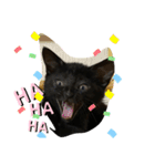 黒猫ブラザーズの日常（個別スタンプ：10）