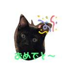 黒猫ブラザーズの日常（個別スタンプ：11）