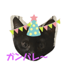 黒猫ブラザーズの日常（個別スタンプ：13）
