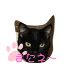 黒猫ブラザーズの日常（個別スタンプ：15）