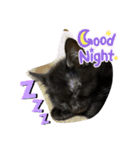 黒猫ブラザーズの日常（個別スタンプ：16）