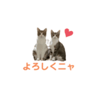 ユメネスハピネスご挨拶（個別スタンプ：2）