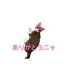 ユメネスハピネスご挨拶（個別スタンプ：7）
