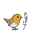 Cockatoos and wild birds stickers（個別スタンプ：24）
