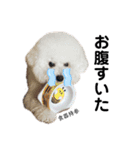 わんわんとうーたん（個別スタンプ：1）
