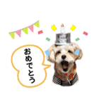 わんわんとうーたん（個別スタンプ：6）