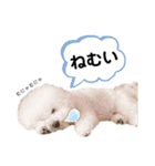 わんわんとうーたん（個別スタンプ：10）