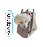 わんわんとうーたん（個別スタンプ：12）